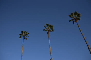 SoCal Palms