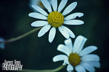 Smiling flower