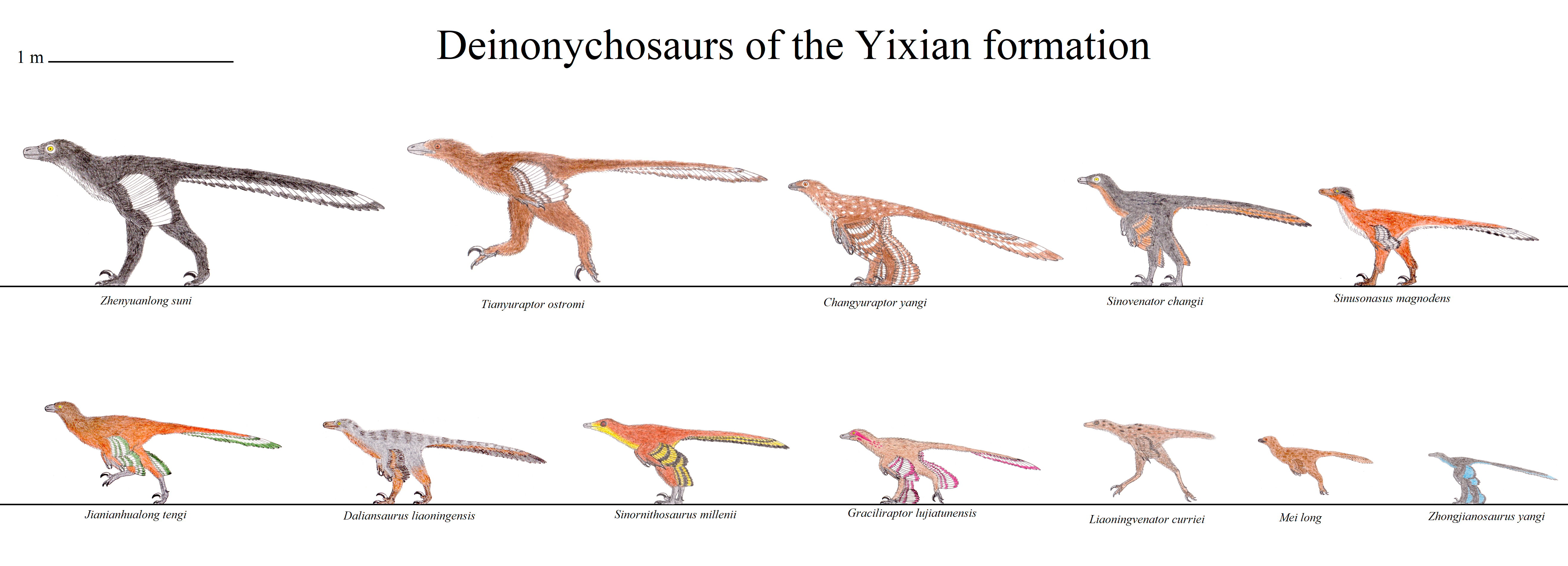 Yixian Deinonychosaurs