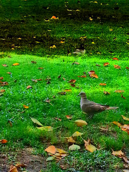 Bird on Grass