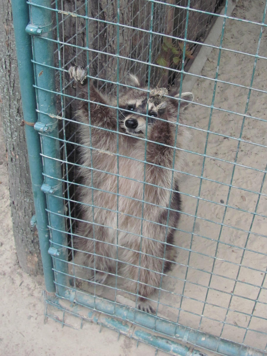 Raccoon II