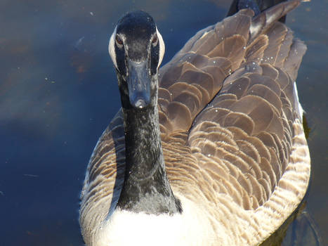 Male Geese