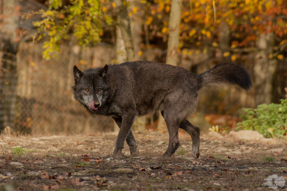 Timberwolf by BlackWolfKuzoku on DeviantArt