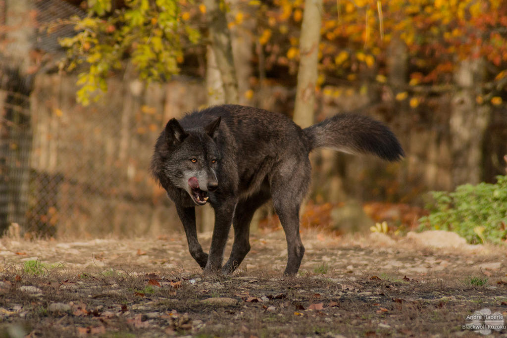 Timerberwolf Ant Timberwolf by BlackWolfKuzoku on DeviantArt