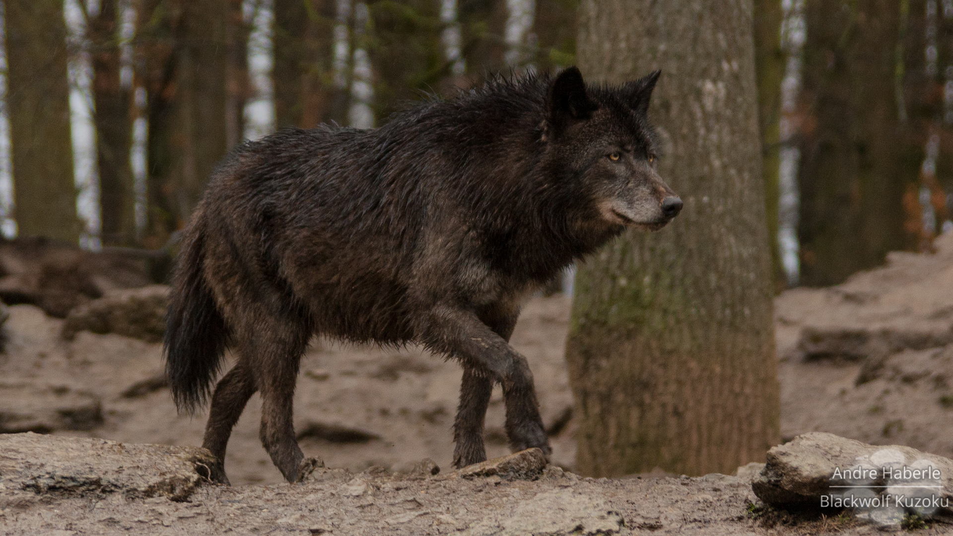 Canadian Timberwolf by BlackWolfKuzoku on DeviantArt
