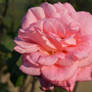 Pink Rose 1