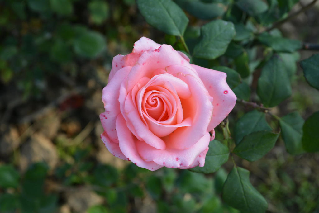 Pink Rpze Pink Rose 2 by ZeeShiKing on DeviantArt