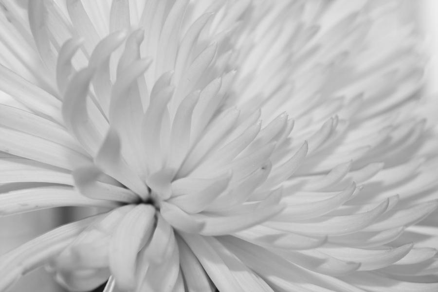 Chrysanthemum