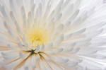 Chrysanthemum 2 by daily-telegraph