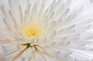 Chrysanthemum 2