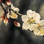 Apricot flower, Ukraine