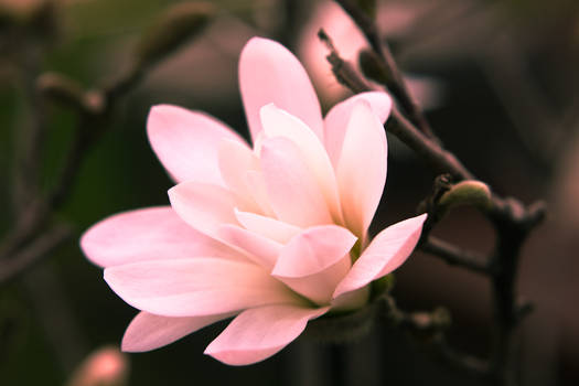 Pink flower, Ukraine