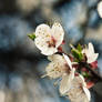 Apricot flowers, Donetsk