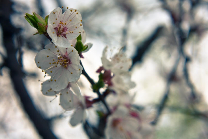 Apricot flowers 3, Donetsk