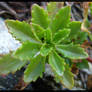 Saxifrage