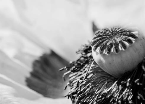 Poppy Closeup