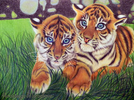 Tiger Cubs