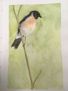 Watercolor bird study