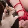 Bondage Cat 04