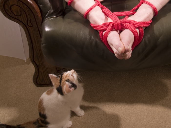 Bondage Cat 06