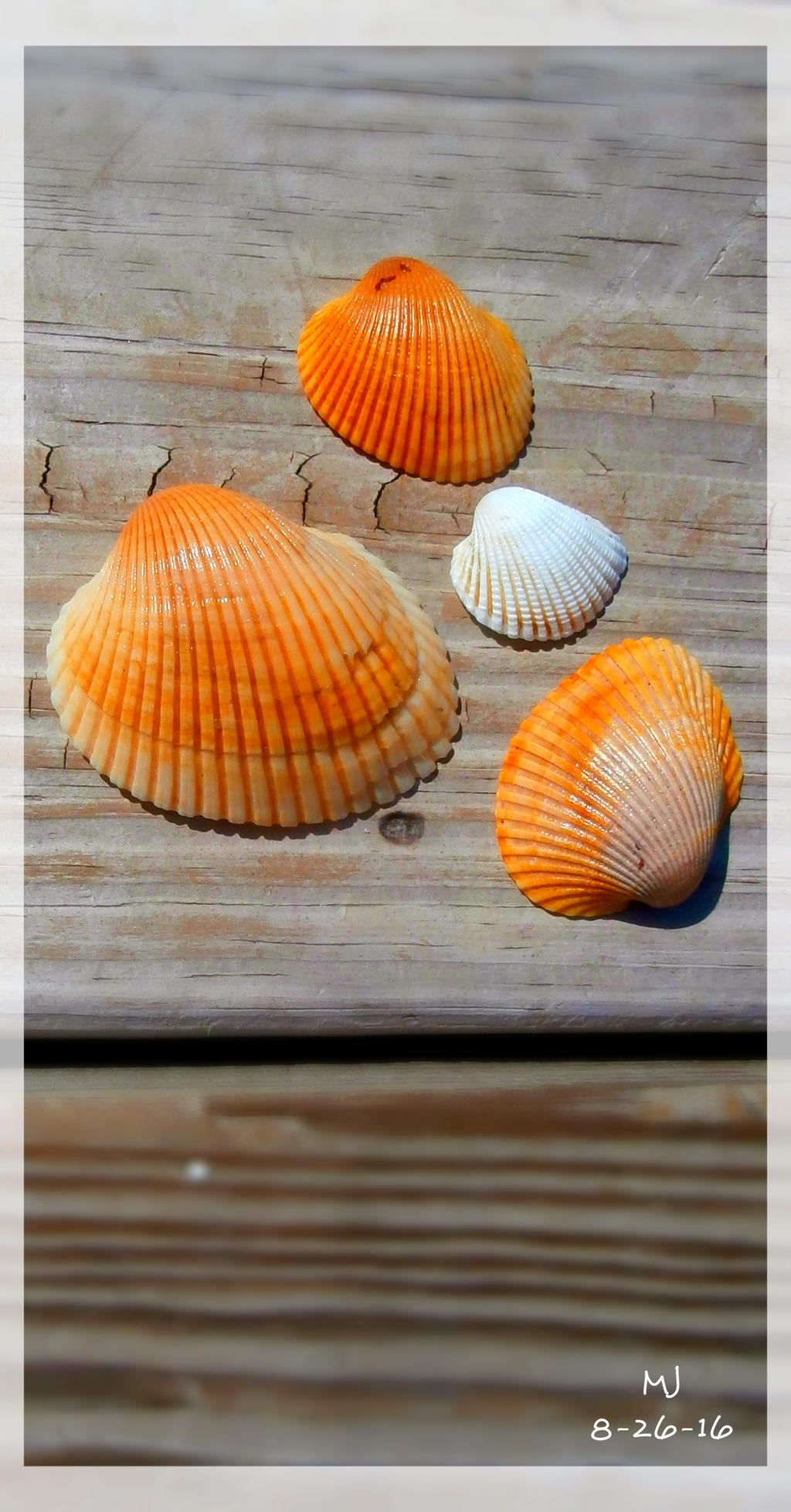 Orange Shells by Drake-Lady on DeviantArt