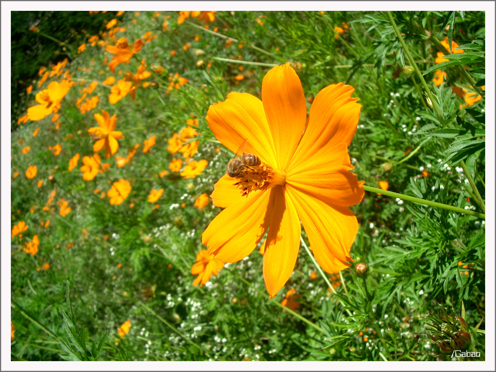 Yellow's flower bee