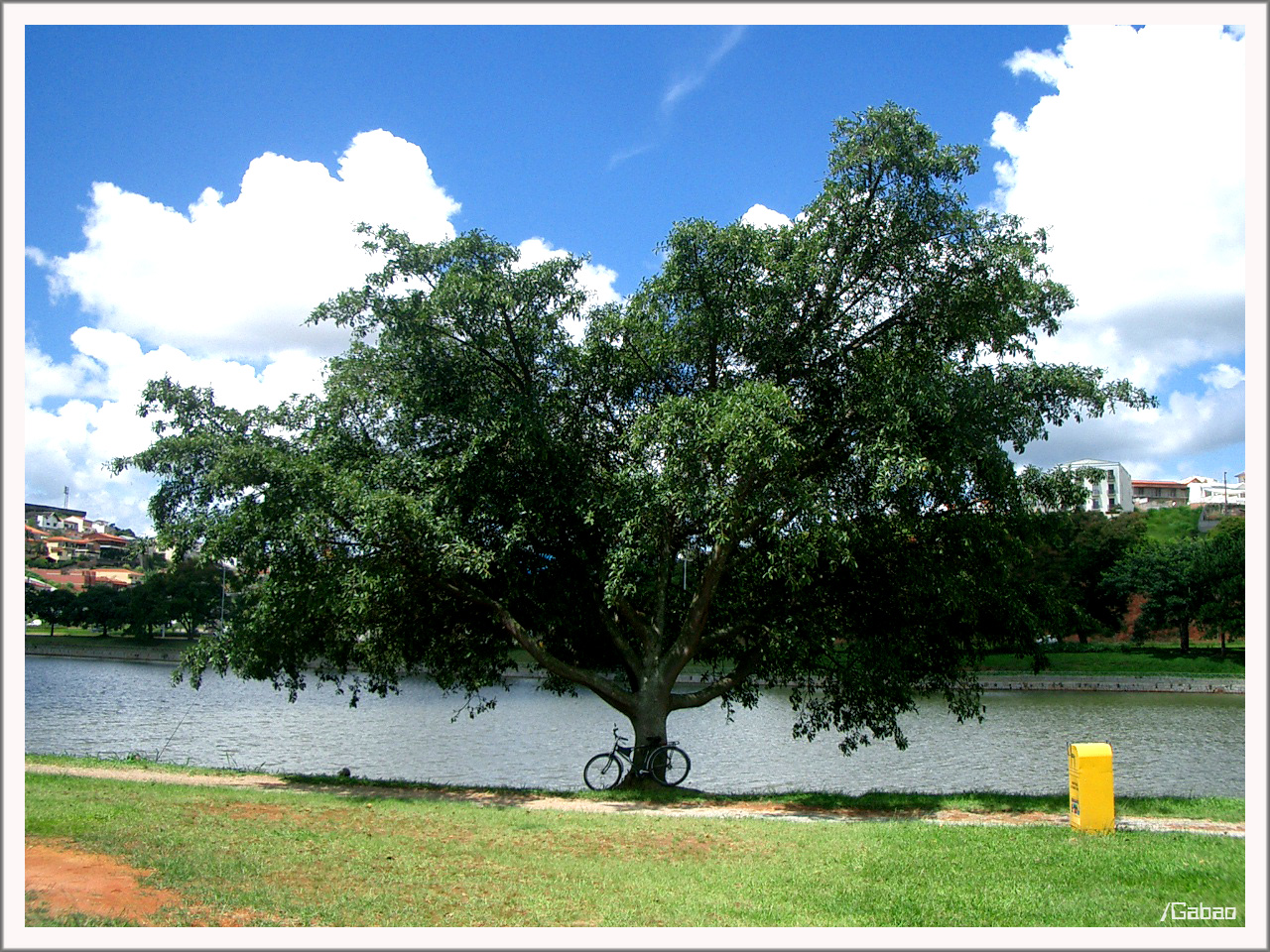 Lake's Tree