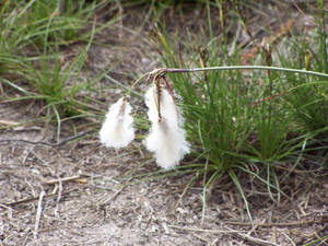 Cotton Flower thingie