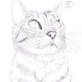 Cat sketch 1