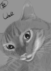 Cobalt the cat sketch 1