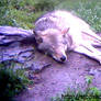 Zoo Wolf Edited