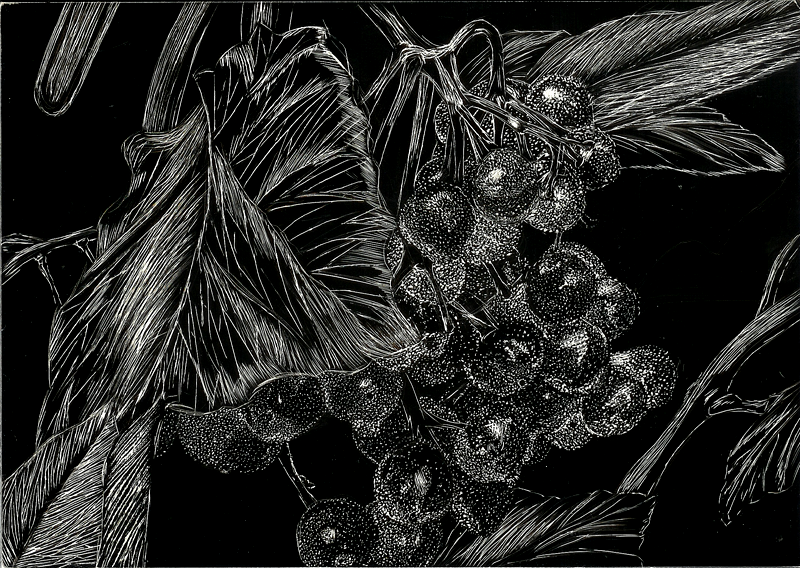 Cranberry Scratchboard