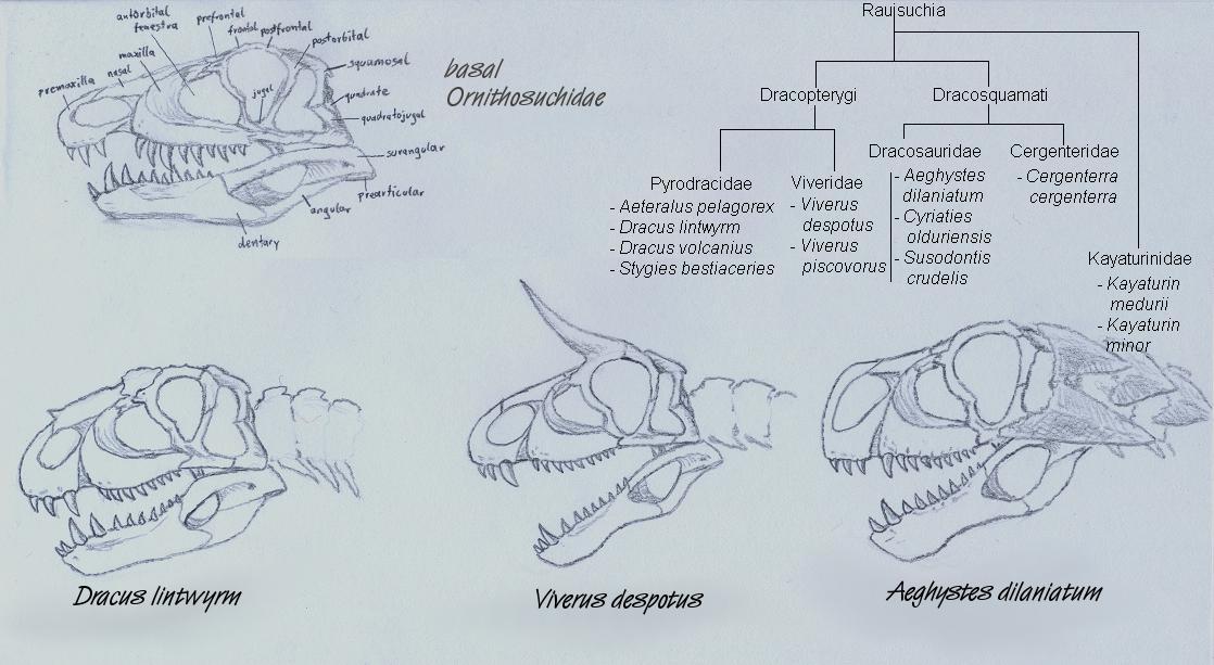 Phylogeny of Dragons