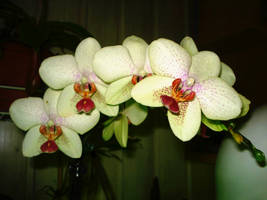 Phalaenopsis sp.