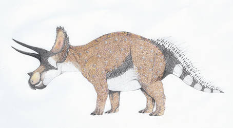 Triceratops horridus by yoult