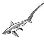 This is NOT Megalodon