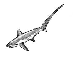 This is NOT Megalodon