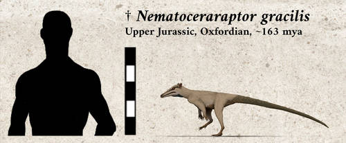 Nematoceraraptor gracilis by yoult