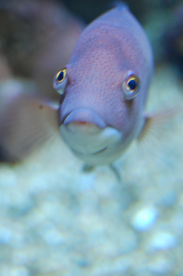 Mr. Grumpy Gills by TellMeTheBlues on DeviantArt