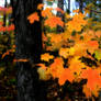 Autumn 2007 - I