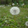 Dandelion Dreams