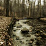 Mystic Woodland II