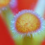 || Stigma of Hibiscus Flower ||