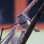 Oriental magpie-robin (F)