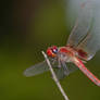 || A Red Dragonfly ||