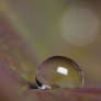 || Raindrop I || (Raindrop on a rose leaf)