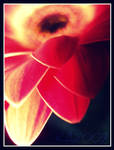 Petals, Redone by bandaid825