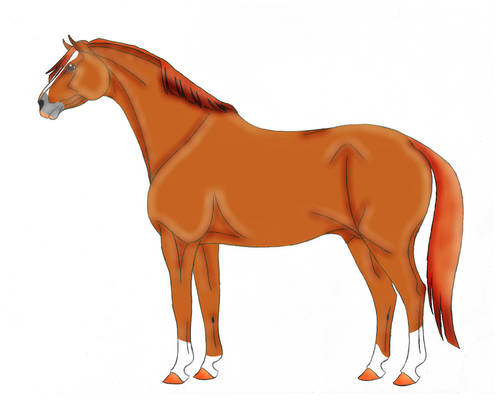 Warmblood stallion (color)