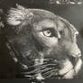 Wild Scratches