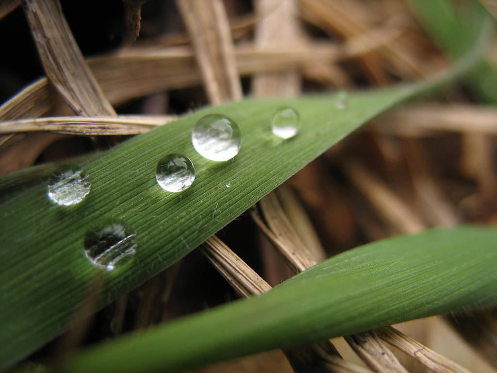 Grass by masha-darkelf666